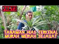 Download Lagu PART2‼️TANAMAN HIAS TERKENAL MURAH MERIAH SEJAGAT