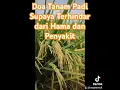 Download Lagu Doa Tanam Padi Supaya Terhindar Dari Hama dan penyakit #padiunggul #doatanampadi #amalantanampadi