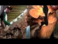 Download Lagu Het vellen van de boom onthulde een onmogelijke opgave in de boom bij de houtzagerij