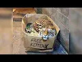 FREE KITTEN