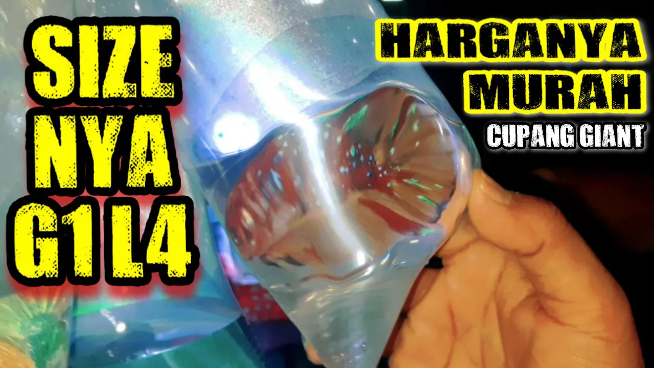 SIZE G1L4 HARGA MURAH! Harga Ikan Cupang Giant 2021 di Pasar Ikan Hias Jatinegara Malam Hari