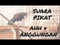 Download Lagu SUARA PIKAT KOMPILASI AYAM HUTAN HUJAU, PERKUTUT, TEKUKUR \u0026 PUTER