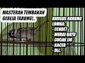 Download Lagu SPEED RAPAT!! MASTERAN GEREJA TARUNG NYERET TEMBAKAN PANJANG UNTUK CENDET MURAI BATU CUCAK IJO