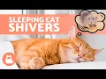 My CAT SHAKES While SLEEPING 6 Reasons