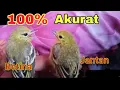 Download Lagu Cara membedakan anakan sirtu jantan dan betina