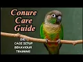 Conure Care 101 The COMPLETE Beginner s Guide Don t Make These Mistakes
