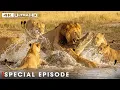 Lagu The Lion Pride’s Fight for Survival (DOCUMENTARY SPECIAL) | Nature Animal Documentary