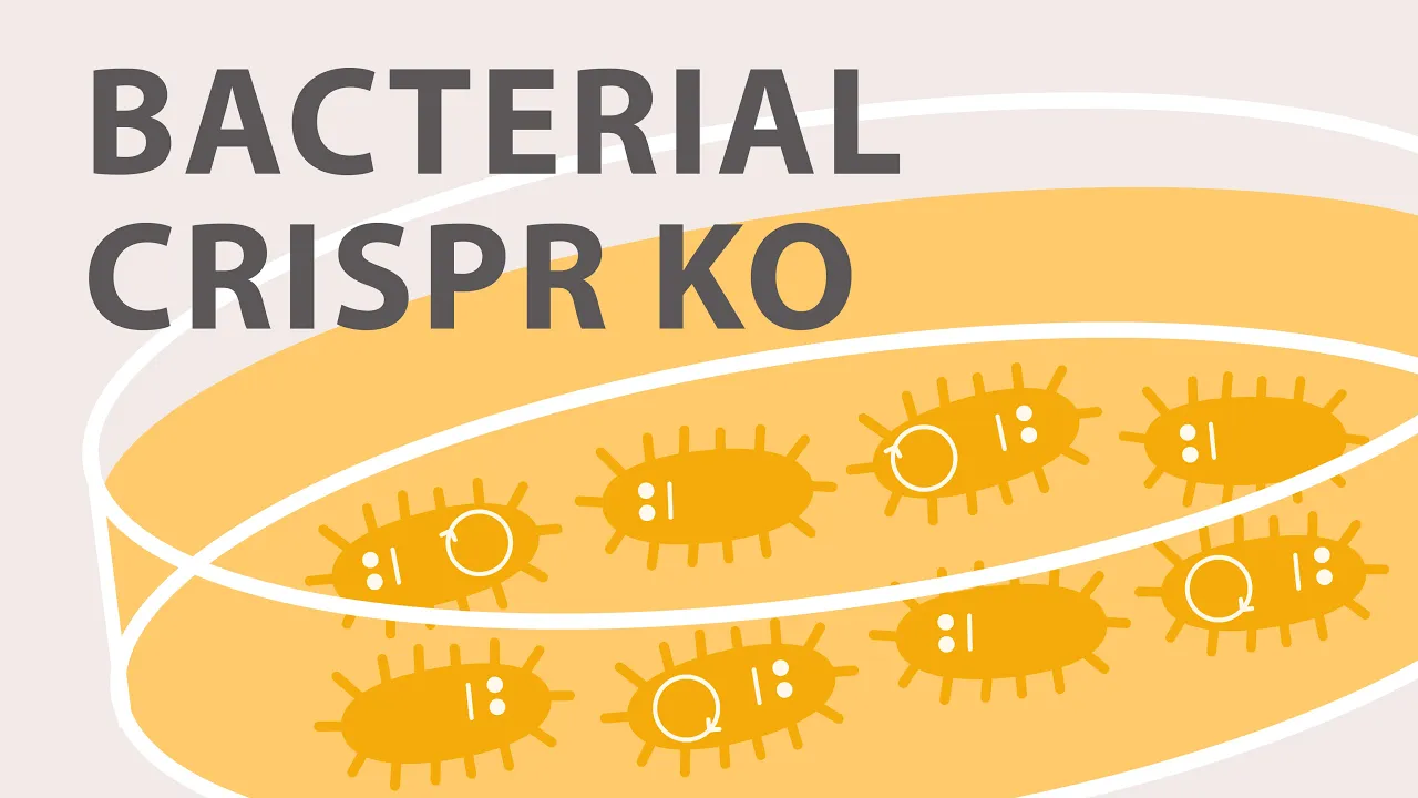 Gene Silencing Methods: CRISPR vs TALENs vs. RNAi