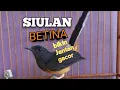 Lagu SUARA MURAI BATU BETINA memanggil jantan agar Emosi jadi NYAUT BUNYI BONGKAR MATERI ISIAN 