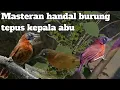 Download Lagu BESETAN SUPER TAJAM masteran burung tepus kepala abu terbaru 2024