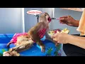 Download Lagu Monkey Lyly reacts excitedly when her mother brings the swimming pool to the rooftop.