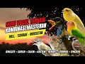 Download Lagu Langsung Moncer Menyala !!! Masteran Kombinasi Tembakan Kasar Untuk Semua Jenis Burung