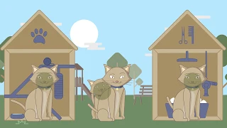 Cat vaccination