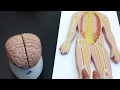 Peripheral Nervous System PNS lab models