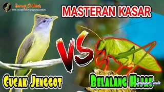 Download Masteran Kasar Cucak Jenggot Vs Belalang Hijau | Masteran Kejam MP3