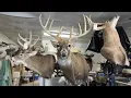 Mounting a WIDE semi sneak Midwest WHITETAIL BUCK DEER