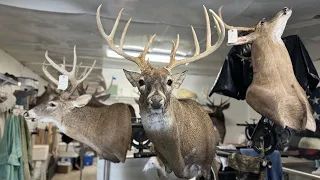 Mounting a WIDE semi sneak Midwest WHITETAIL BUCK DEER