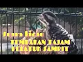 Tembakan tajam pelatuk sampit