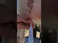 Goat With Mastitis
