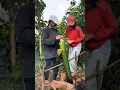 Download Lagu Gadis Dayak review masak dan makan bersama teman-teman di hutan Kalimantan part 2