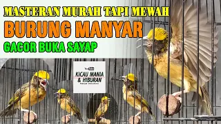 Download Manyar Gacor Bocorrrr Masteran Murah Tapi Mewah MP3