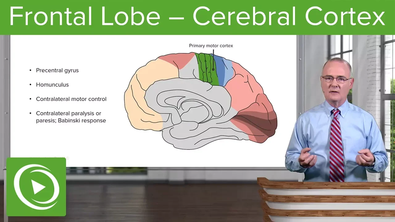 Frontal Lobe – Cerebral Cortex | Lecturio