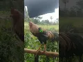 Download Lagu Ayam bangkok mental baja, bisa dilihat dari suara kokok menukik 👍