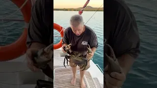 Big Mud Crabs Whitsundays Queensland Coast.                        #boating #crabbing #mudcrabs