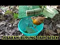Download Lagu JEBAKAN BURUNG PELANDUK SEMAK DARI BESEK !