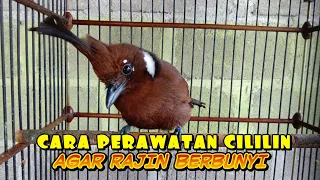 Download Cara Perawatan Cililin Agar Rajin Berbunyi Setiap Hari  #HKBFPainan MP3