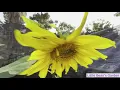 Lagu Mammoth Sunflower from seed to bloom { 2021 Vid 32 }