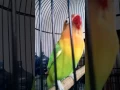 Download Lagu Lovebird juara demak