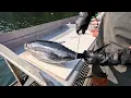 Download Lagu How To Fillet (Loin Out) Albacore Tuna