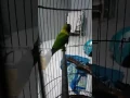 Download Lagu PAUD LOVEBIRD JAHAT NGEKEK 10 UP