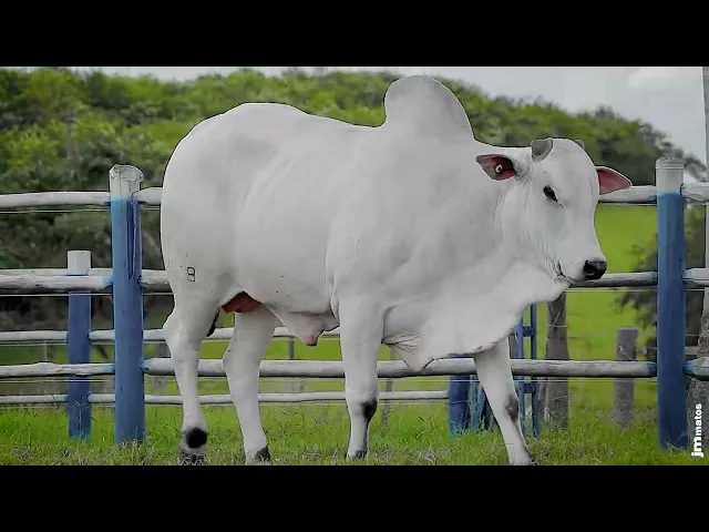 Touro Nelore SGN - 2618