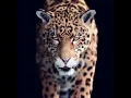 Lagu Jaguar walking cycle (Xgen-core)