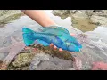 Download Lagu Ocean currents change direction and many species of rare fish become lost. pearl scallops