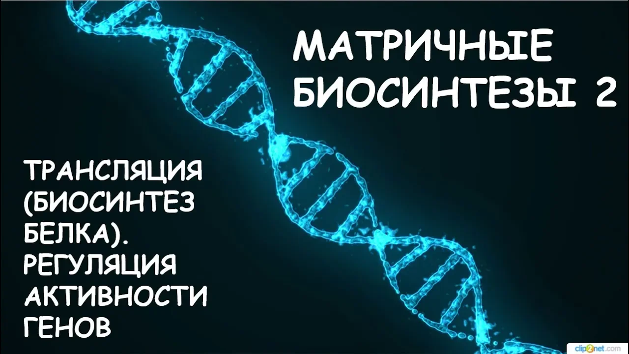 МАТРИЧНЫЕ БИОСИНТЕЗЫ 2: ТРАНСЛЯЦИЯ (БИОСИНТЕЗ БЕЛКА). РЕГУЛЯЦИЯ АКТИВНОСТИ ГЕНОВ