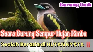 Download Burung unik dan langka || Sempur Hujan Rimba Jantan suaranya hutan asli MP3