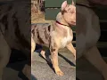 Chocolate Merle XL American Bully