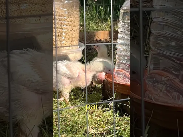 Vídeo do produto - Veja esse Galinheiro com a Tela Soldada