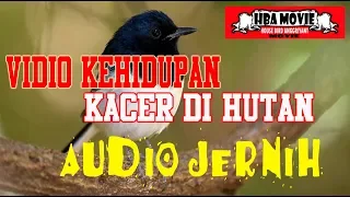 Download suara burung kacer di hutan MP3