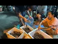 Download Lagu Datang Johor Terus Bahagi Udang Terus Semua Orang Tak Sabar Melihat Udang Passin
