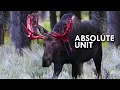 Moose are Absolute Units