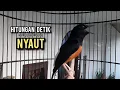 murai batu gacor AMPUH buat PANCINGAN murai batu agar bunyi JADIKAN burung murai gacor EMOSI