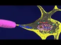 neuron structure 3d - neuroanatomy basics