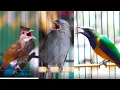 Download Lagu KAPAS TEMBAK CUNGKOK SRI GUNTING NEMBAK JEDA RAPET COCOK BUAT MASTERAN SEMUA BURUNG
