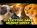 When Three Cats Friends are Afraid of Getting Lost inside a Forest at Night part 14