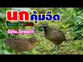 Download Lagu #เสียงต่อนกคุ้มอืด ตัวผู้+ตัวเมีย..ร้องหาคู่ (ชัวร์ล้าน%)ได้ผลเกินคาด🐦🐦🕊️🕊️