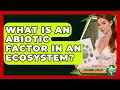 What Is An Abiotic Factor In An Ecosystem - Explaining Ecology